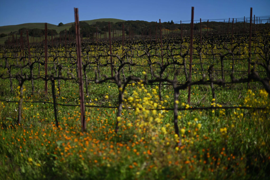 Wildflowers blooming in a vineyard on Monday, April 10, 2023 at Ram’s Gate Winery in Sonoma. (Erik Castro / For The Press Democrat)