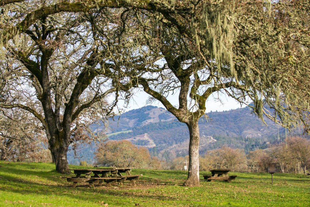 Sonoma Valley Regional Park picnic area near parking lot in Glen Ellen. (Julie Vader/for Sonoma Index-Tribune)