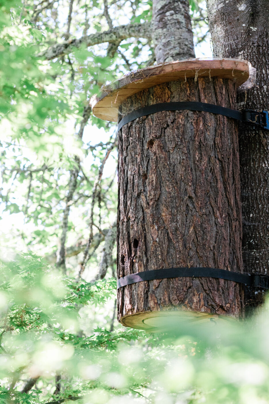 A TreeNest created and installed by Sebastopol nonprofit Apis Arborea. (Eileen Roche)