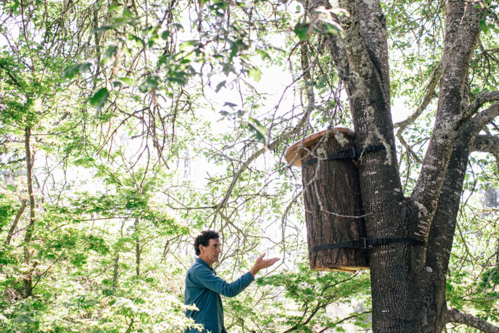 Apis Arborea founder Michael Thiele discusses the TreeNest installed in a tree to house feral honeybees. (Eileen Roche)