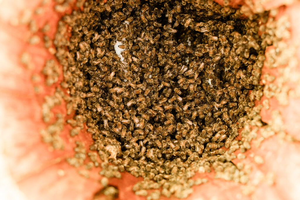 Bees inside a TreeNest created by Sebastopol's Apis Arborea. (Eileen Roche)