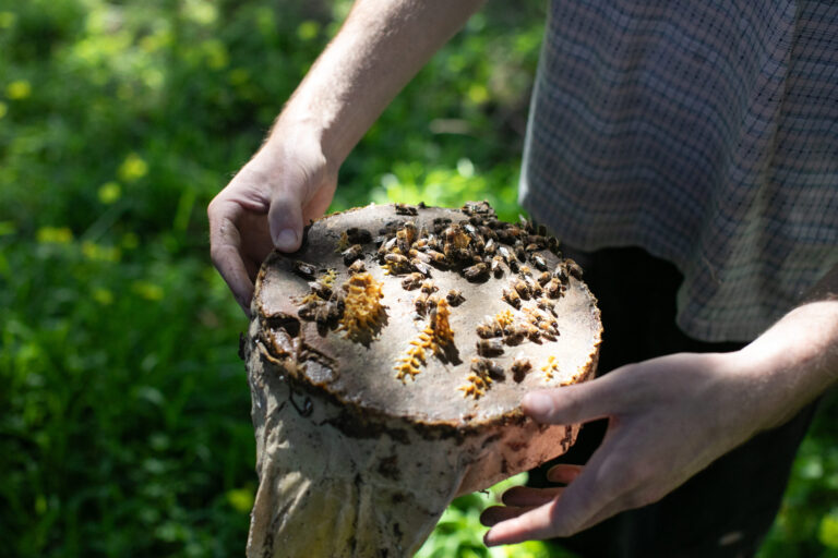 TreeNests are prepared with beeswax and a resinous substance called propolis to attract honeybees before being installed. (Eileen Roche)