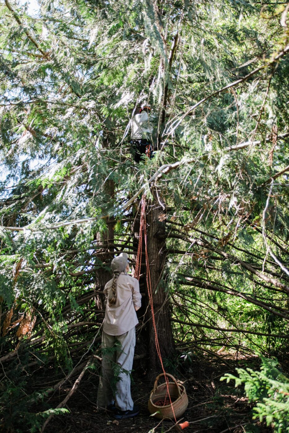 A TreeNest created by Sebastopol nonprofit Apis Arborea being installed in a tree to house feral honeybees. (Eileen Roche)