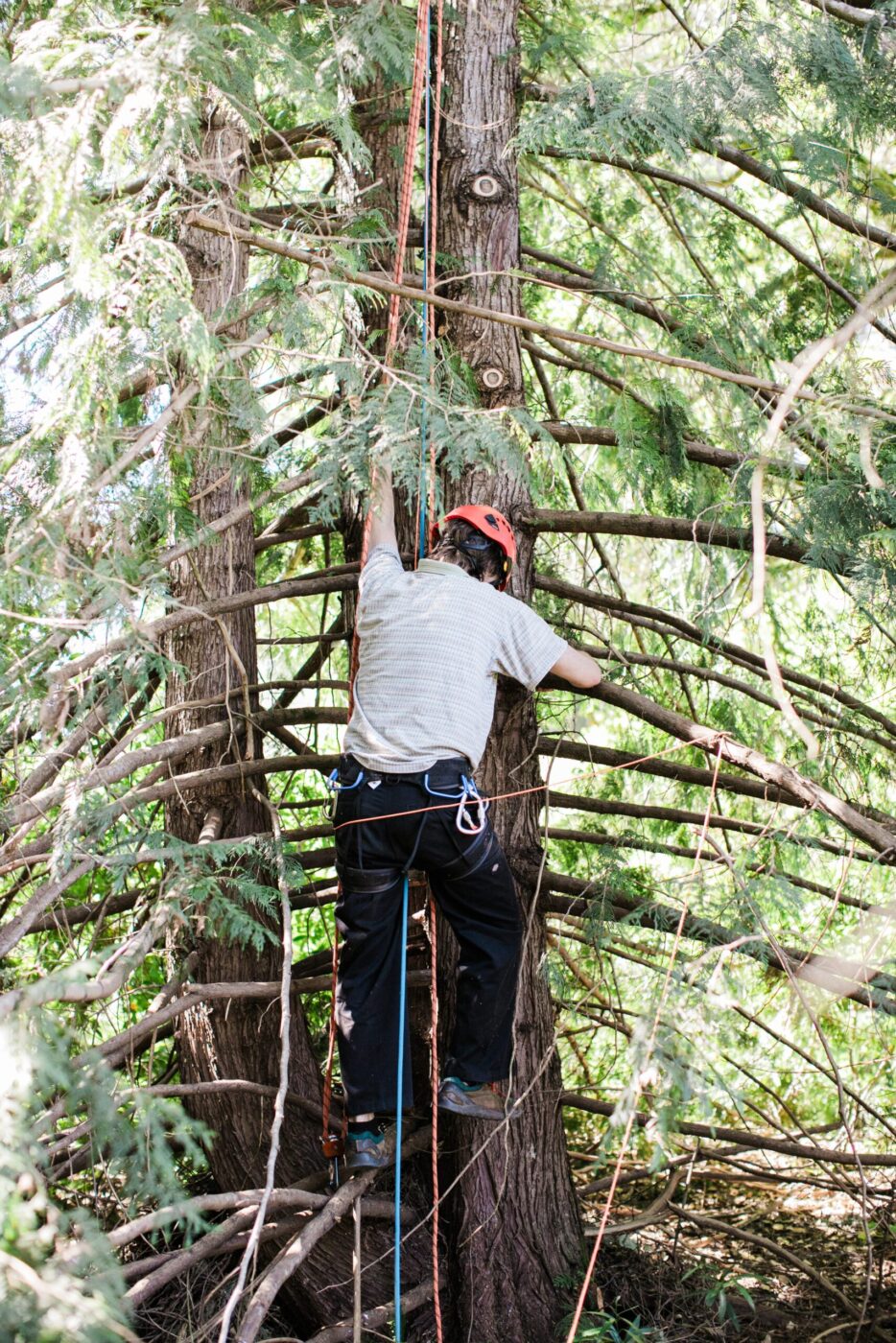 Conner McElroy, conservation specialist with Apis Arborea, climbs a tree to install a TreeNest created by the Sebastopol nonprofit to house feral honeybees. (Eileen Roche)