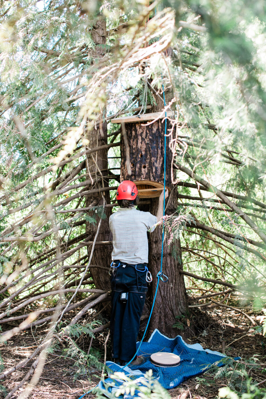 Conner McElroy, conservation specialist with Apis Arborea, gets ready to install a TreeNest created by the Sebastopol nonprofit to house feral honeybees. (Eileen Roche)