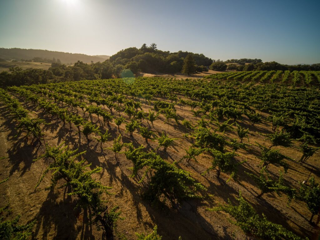 Bacigalupi Vineyard in Russian River Valley. (Definition Films)