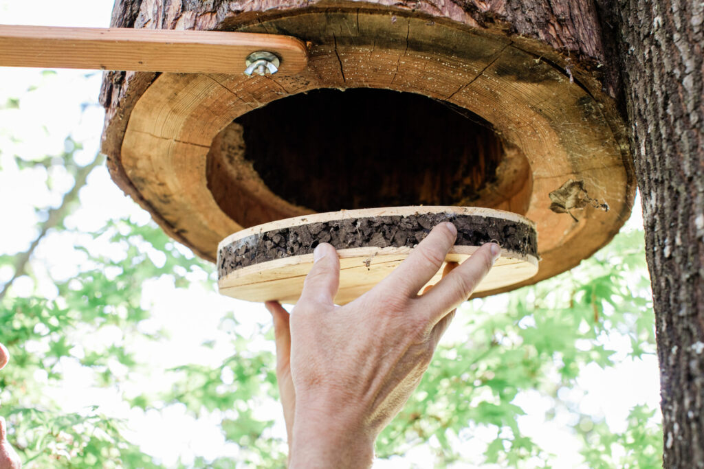 A TreeNest created by Sebastopol nonprofit Apis Arborea is installed in a tree to house feral honeybees. (Eileen Roche)