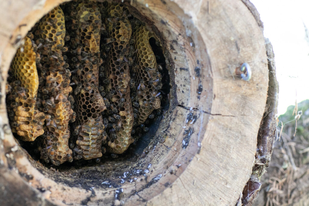 A hive inside of a TreeNest, created and installed by Sebastopol nonprofit Apis Arborea. (Eileen Roche)