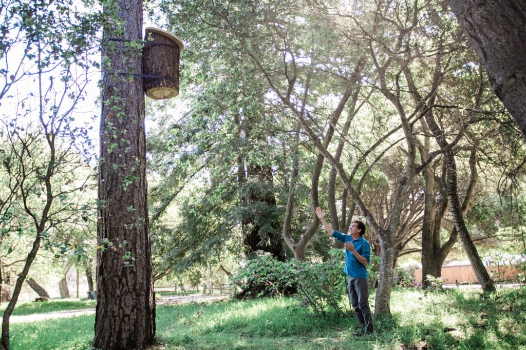 Apis Arborea founder Michael Thiele discusses the TreeNest installed in a tree to house feral honeybees. (Eileen Roche)