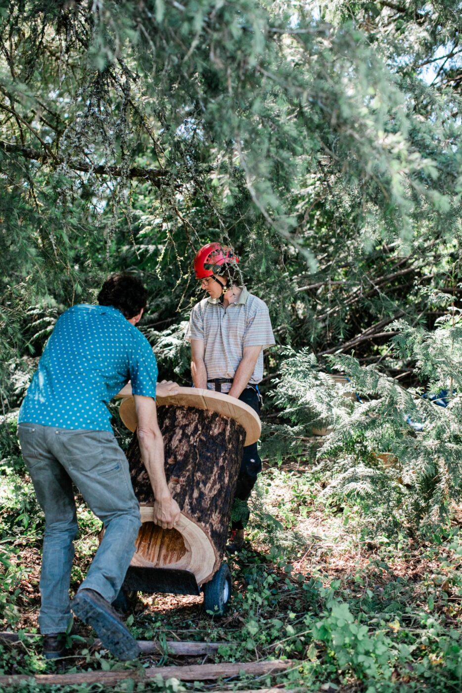 Apis Arborea founder Michael Thiele and conservation specialist Conner McElroy cart a TreeNest to a tree, where it will be installed to house feral honeybees. (Eileen Roche)