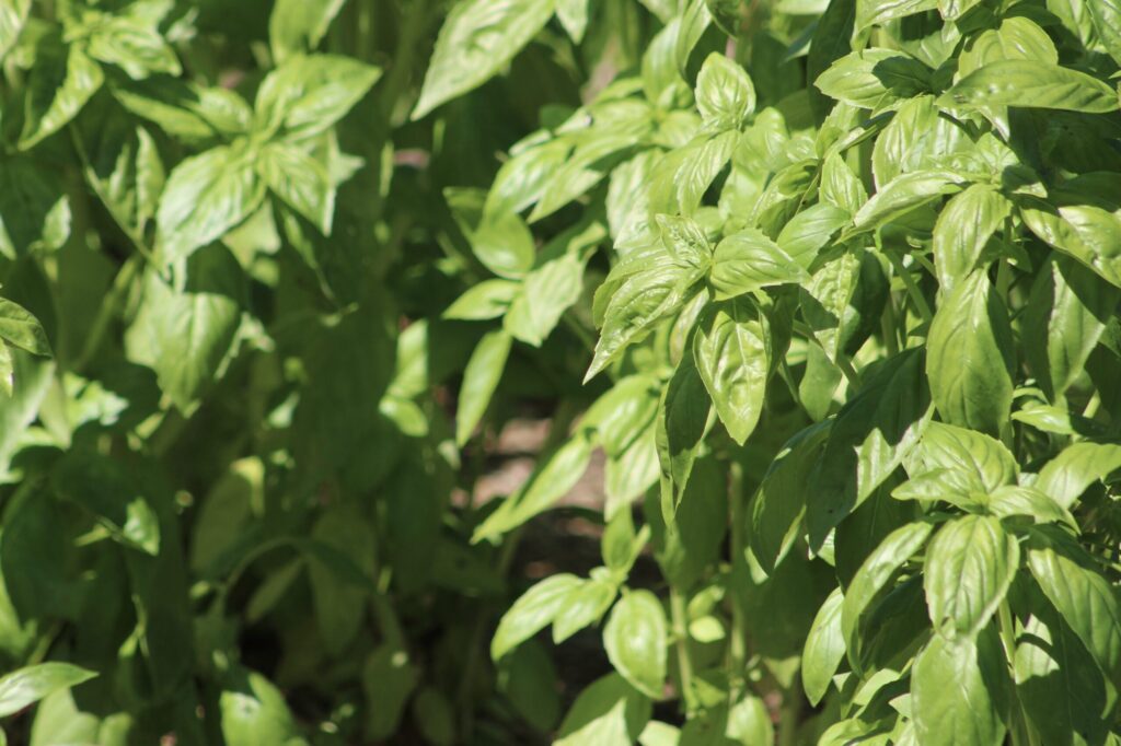 Fresh basil growing in the garden. (Jaclyn Vernace / Getty Images)