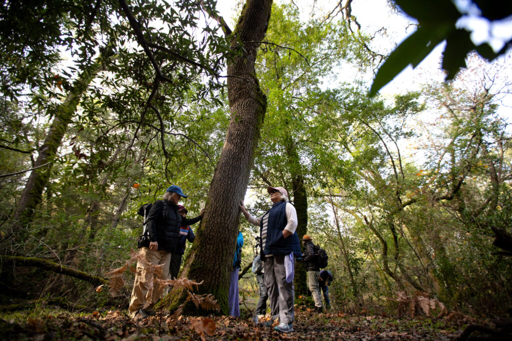 Participants touch trees for several minutes during “forest bathing” at Sugarloaf Ridge State Park in Kenwood, on Sunday, November 23, 2025. (Darryl Bush / For The Press Democrat)