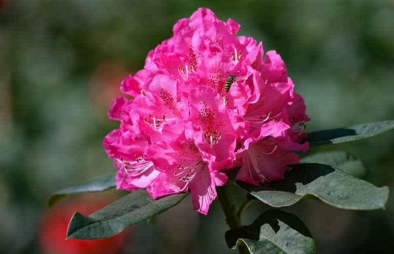 A bee flies around a rhododendron at Hidden Forest Nursery in Sebastopol on Monday, April 22, 2024. (Christopher Chung/The Press Democrat)