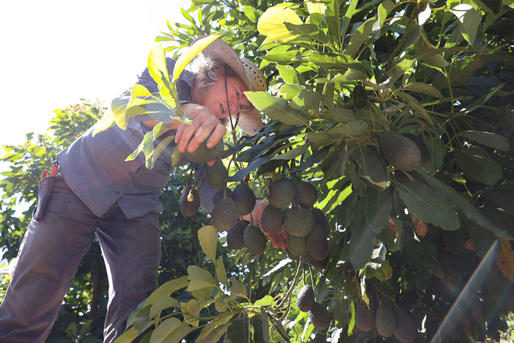 Farmer Rebecca Bozzelli harvests Hass avocados at Seven Moons Farm in Sonoma on Friday, August 29, 2025. (Christopher Chung/The Press Democrat)