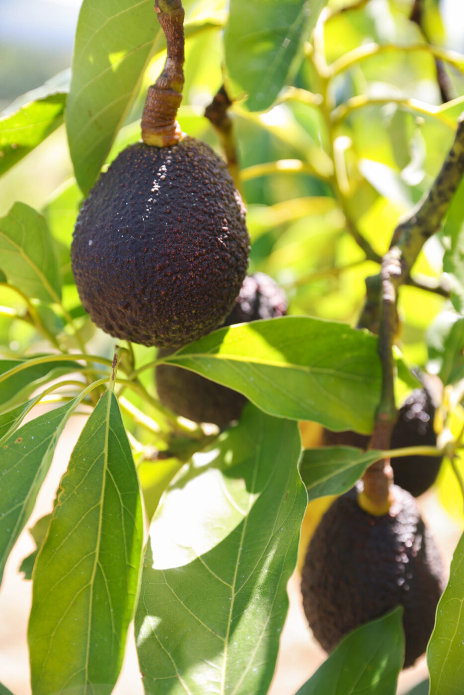 Hass avocados grow on a hillside at Seven Moons Farm in Sonoma on Friday, August 29, 2025. (Christopher Chung/The Press Democrat)