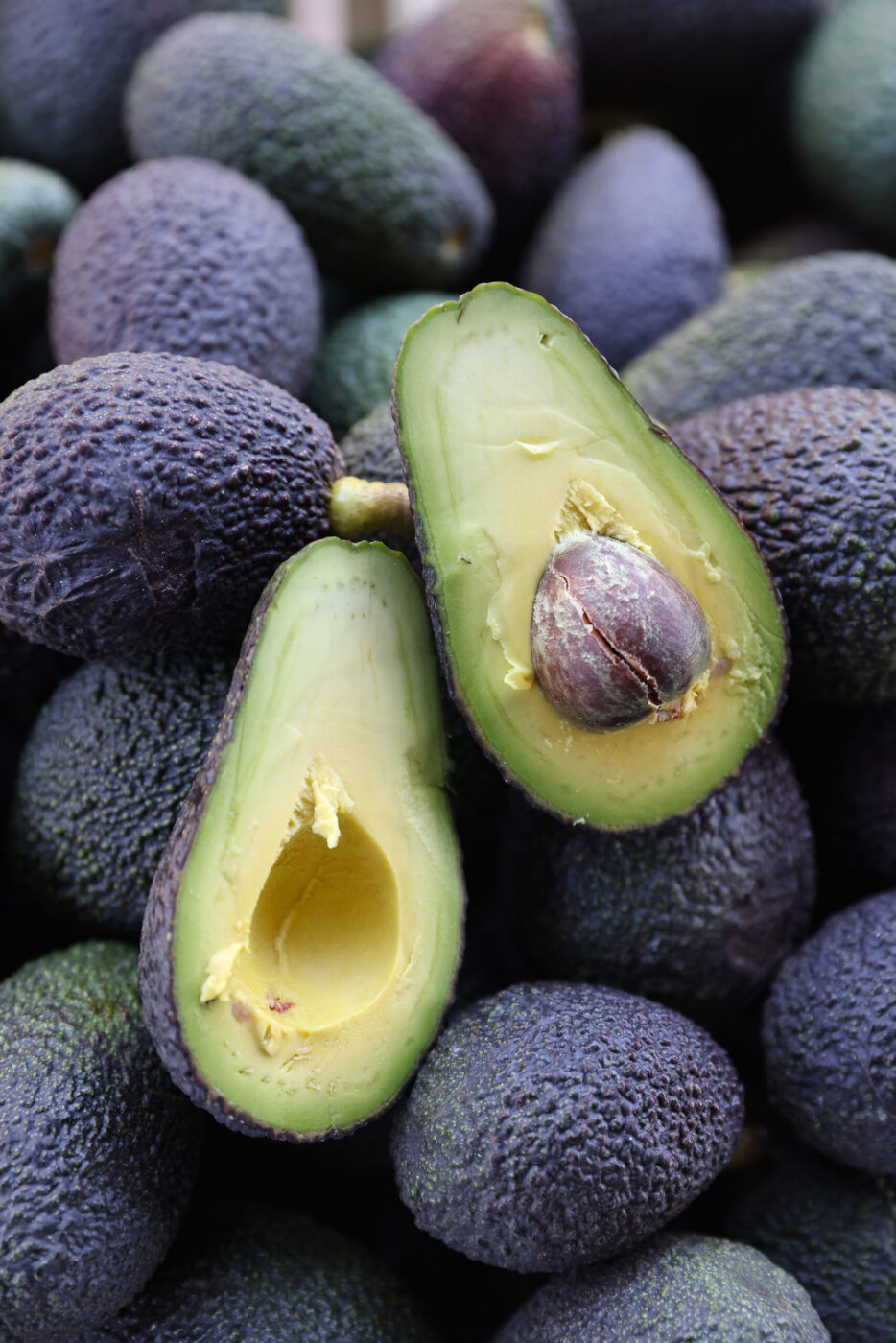 Avocados at Seven Moons Farm