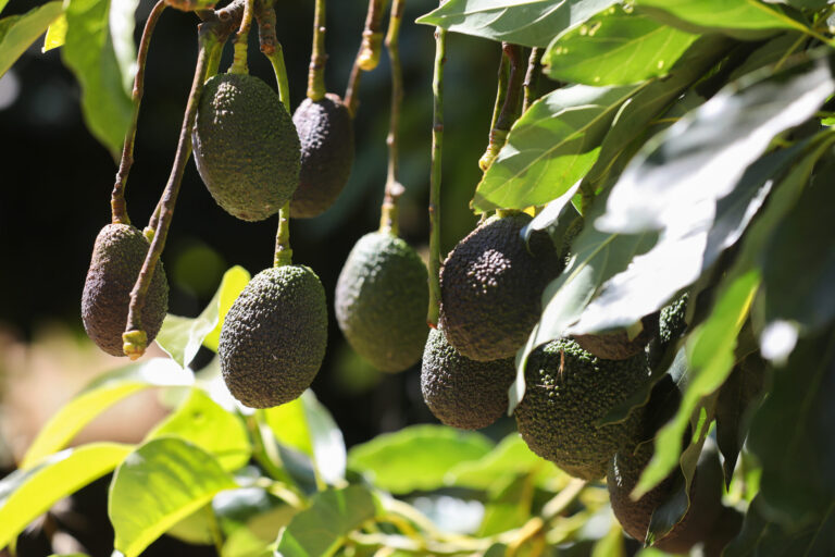 Hass avocados grow on a hillside at Seven Moons Farm in Sonoma on Friday, August 29, 2025. (Christopher Chung/The Press Democrat)