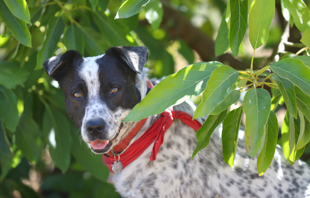 Seven Moons Farm dog Tupper finds some shade under an avocado tree in Sonoma on Friday, August 29, 2025. (Christopher Chung/The Press Democrat)
