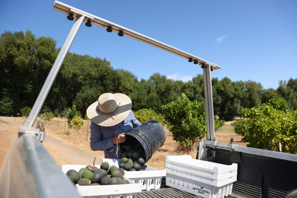 Rebecca Bozzelli empties buckets of Hass avocados into bins at Seven Moons Farm in Sonoma on Friday, August 29, 2025. (Christopher Chung/The Press Democrat)