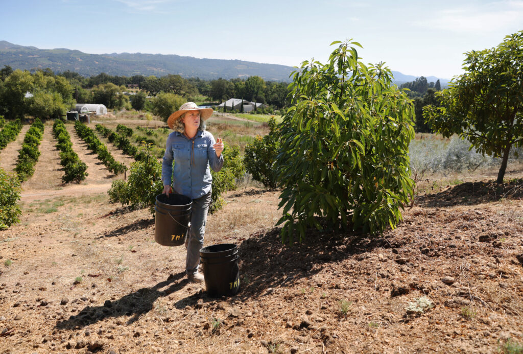Farmer Rebecca Bozzelli walks up a hillside to harvest Hass avocados at Seven Moons Farm in Sonoma on Friday, August 29, 2025. (Christopher Chung/The Press Democrat)