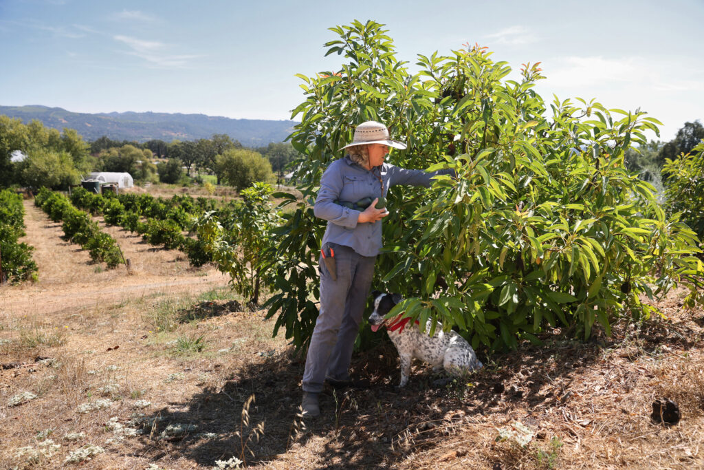 Farmer Rebecca Bozzelli harvests Hass avocados at Seven Moons Farm, while Tupper finds some shade, in Sonoma on Friday, August 29, 2025. (Christopher Chung/The Press Democrat)