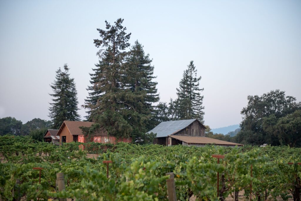 The Bacigalupi tasting room nestled among the vineyards in Healdsburg. (Sonoma County Tourism)