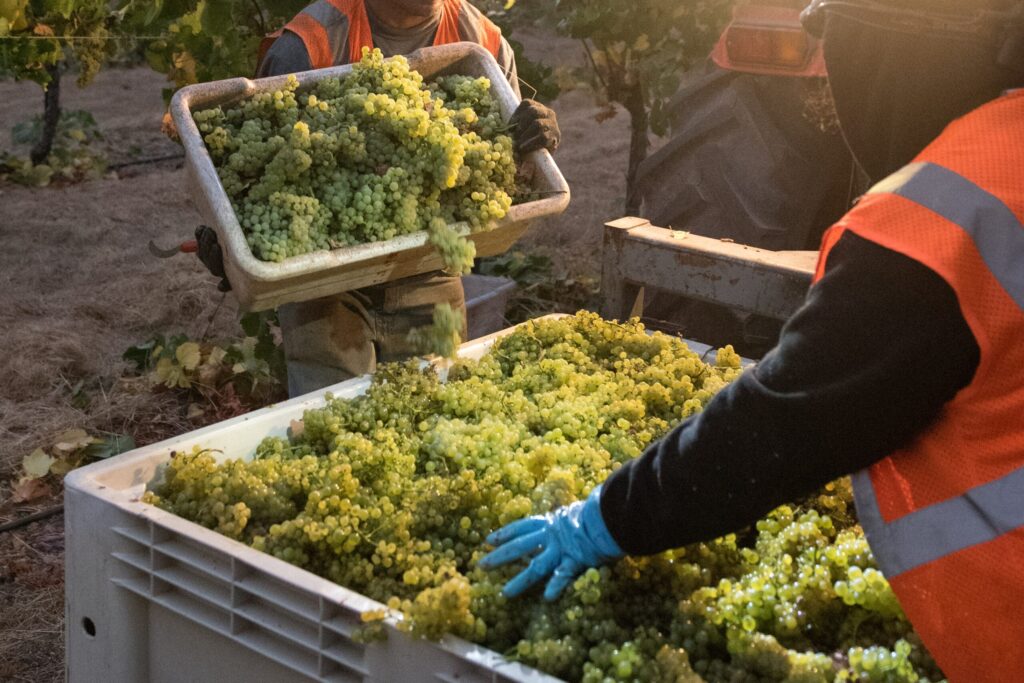 Grapes being harvested at Bacigalupi Vineyards in Healdsburg. (Sonoma County Tourism)