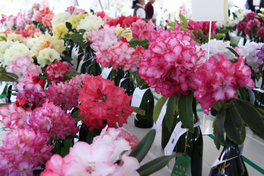 More than 800 rhododendrons will fill the tent at the annual Rhododendron Show at The Mendocino Coast Botanical Gardens, where rhodies and azaleas are in full bloom. (Mendocino Coast Botanical Gardens)