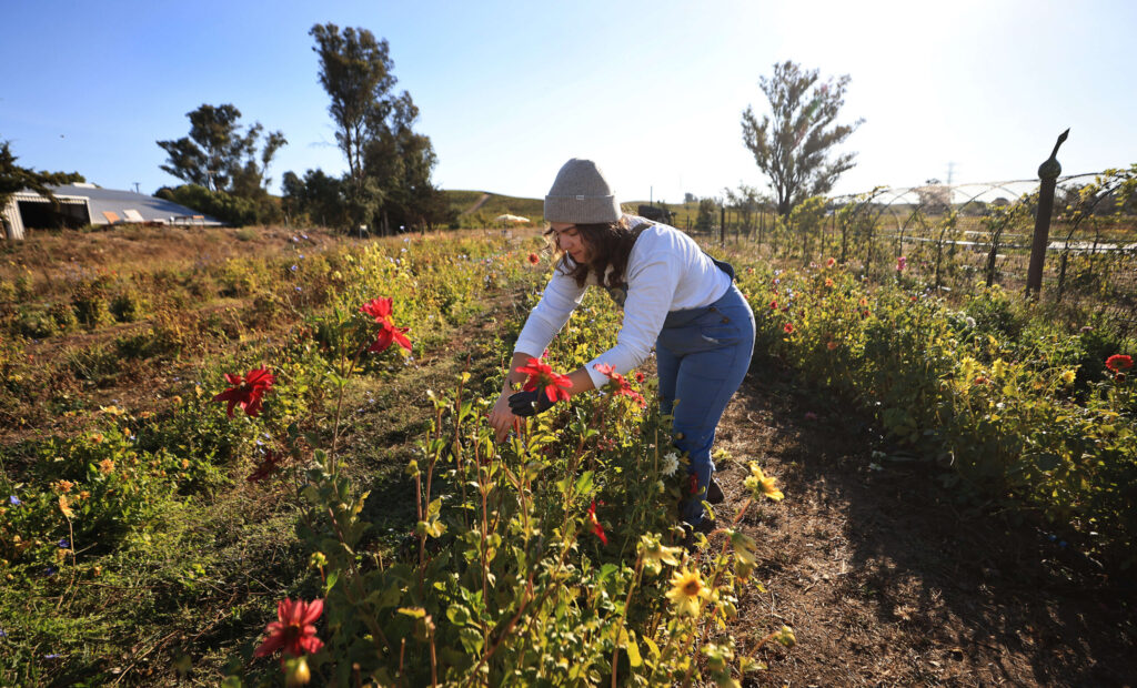 Grace Martino deadheads flowers at Cassidy Ranch in Sonoma, Thursday, Oct. 5, 2023. Martino is an event producer, chef and farmer. (Kent Porter / The Press Democrat)