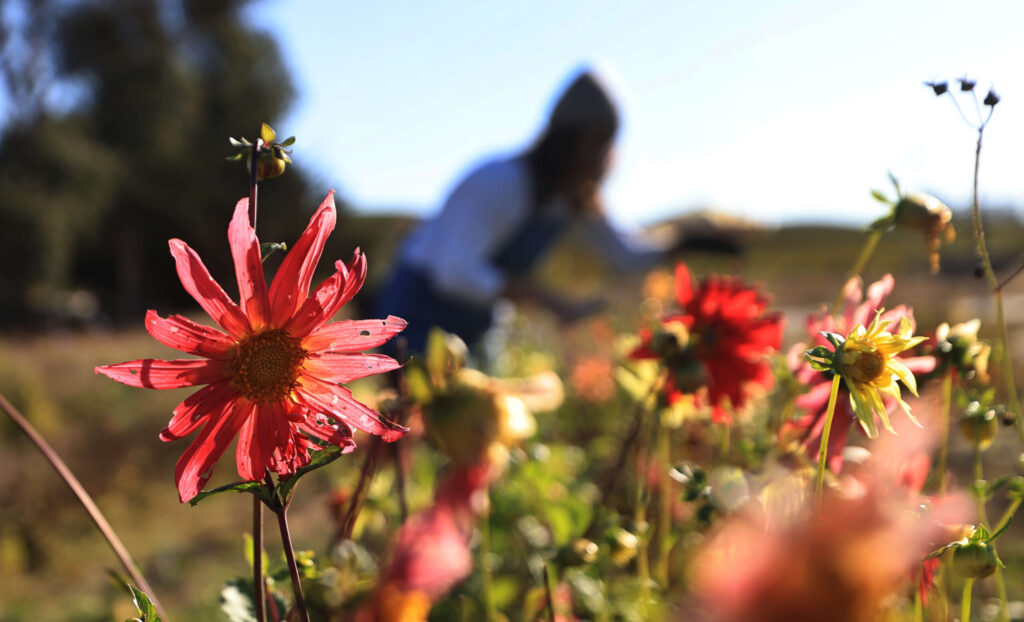Grace Martino deadheads flowers at Cassidy Ranch in Sonoma, Thursday, Oct. 5, 2023. Martino is an event producer, chef and farmer. (Kent Porter / The Press Democrat)