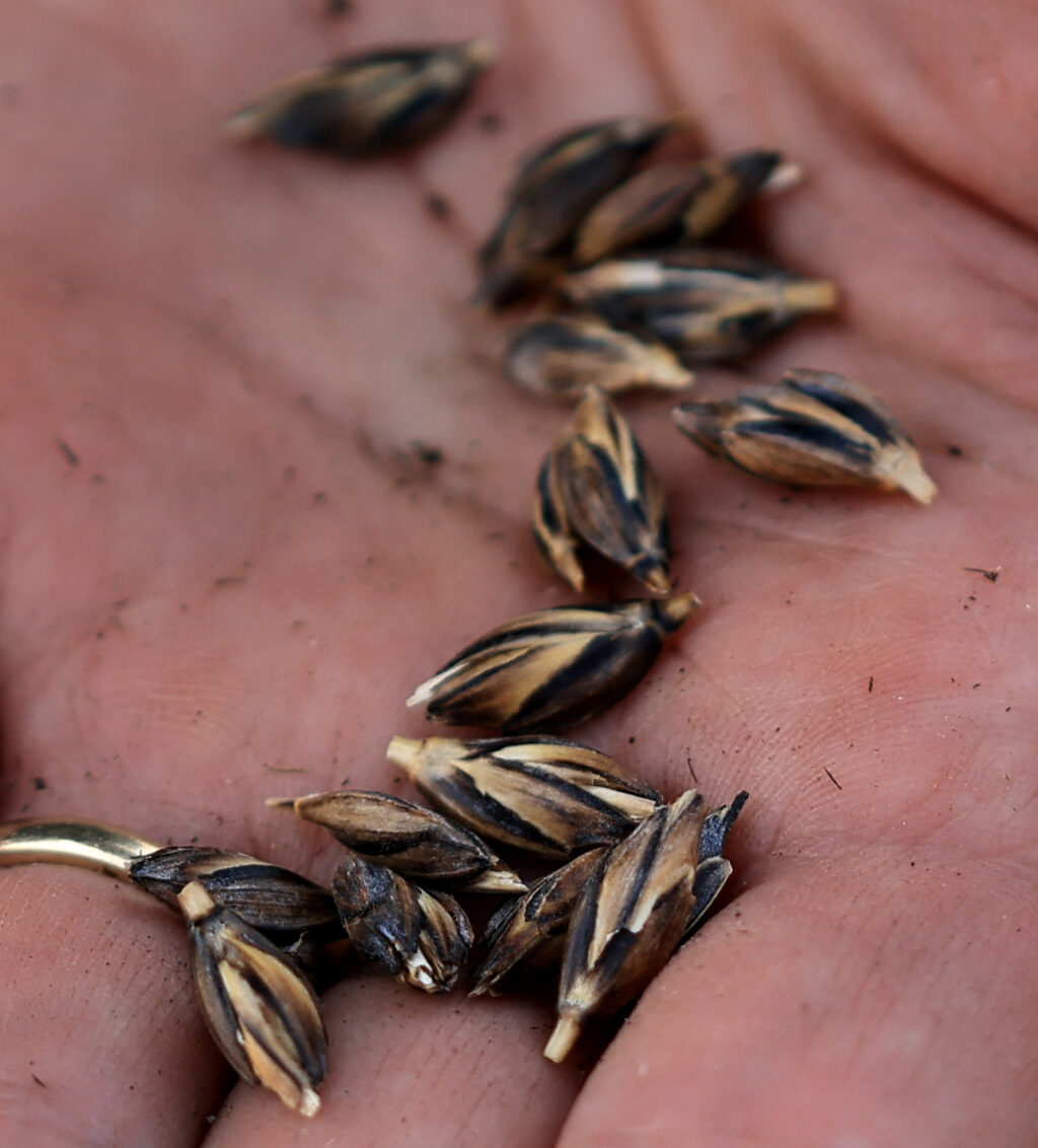Mai Nguyen displays black emmer, an ancient a nutrient-dense wheat Nguyen will be planting at Green Valley Farm and Mill in west Sonoma County, Wednesday, March 4, 2026. (Kent Porter / The Press Democrat)
