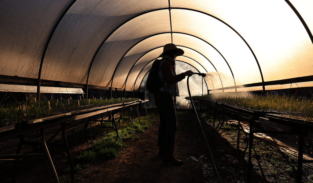 Before an early morning planting session, Mai Nguyen waters wheat starts before transferring the plants to a field at Green Valley Farm and Mill in west Sonoma County, Sunday, March 22, 2026. (Kent Porter / The Press Democrat)