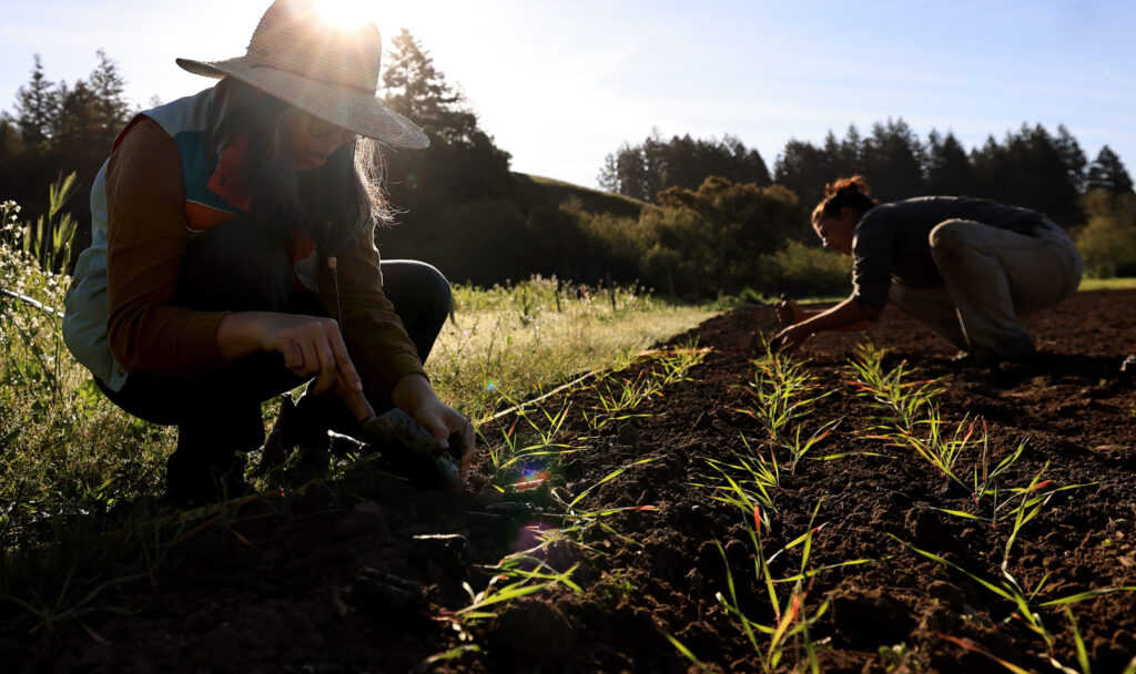 Early morning greets Mai Nguyen, left, and Alice Tibbetts as they sow wheat starts at Green Valley Farm and Mill in west Sonoma County, Sunday, March 22, 2026. (Kent Porter / The Press Democrat)