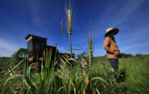 Mai Nguyen stands amid a field of gazelle rye, which she planted earlier in the winter in west Sonoma County, Friday, March 13, 2026. (Kent Porter / The Press Democrat)