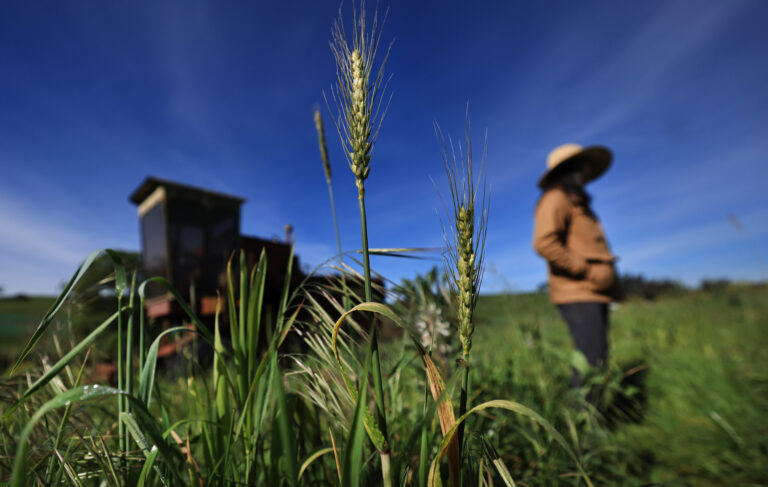 Mai Nguyen stands amid a field of gazelle rye, which she planted earlier in the winter in west Sonoma County, Friday, March 13, 2026. (Kent Porter / The Press Democrat)