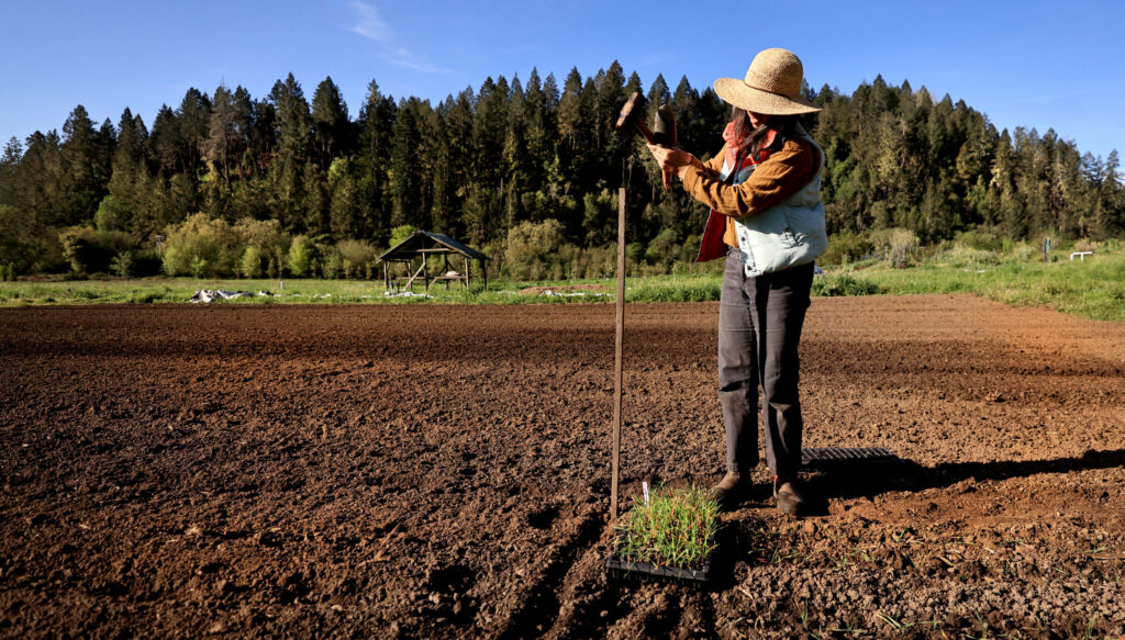 Mai Nguyen stakes a spot to plant wheat starts on land she leases at Green Valley Farm and Mill in west Sonoma County, Sunday, March 22, 2026. (Kent Porter / The Press Democrat)