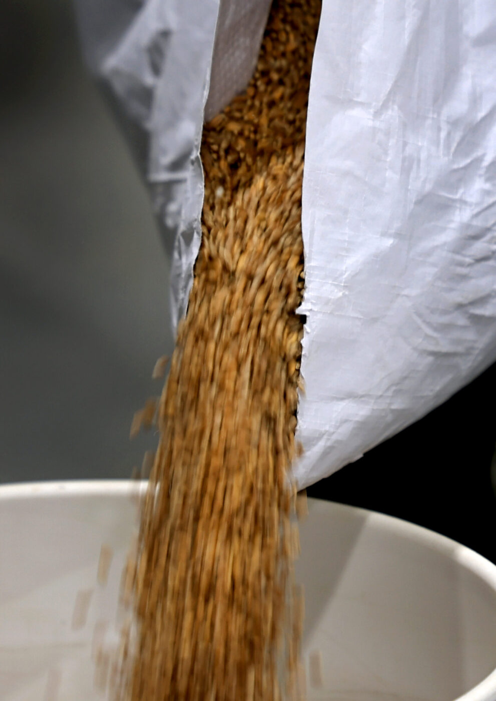 Wheat, seeded by hand and grown by Mai Nguyen, is readied for milling into hard white wheat flour, at Green Valley Farm and Mill in west Sonoma County, Wednesday, March 4, 2026. (Kent Porter / The Press Democrat)