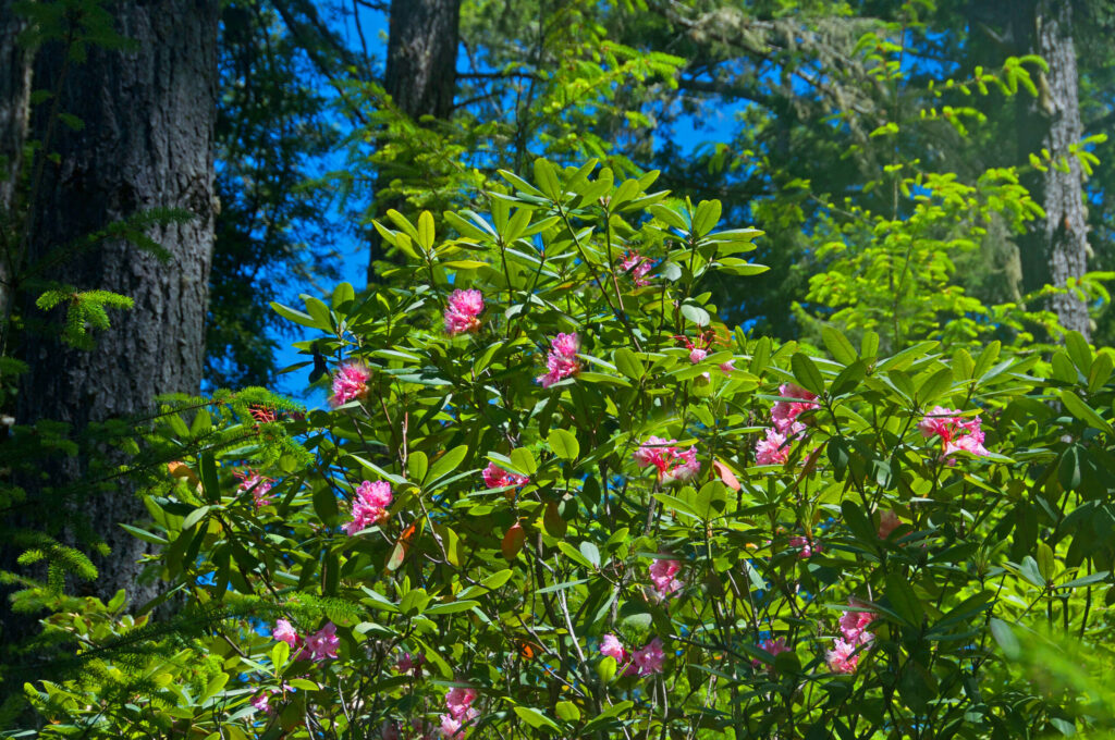 A shrub of rhododendrons at Kruse Rhododendron State Park in Jenner. (Sonoma County Tourism)