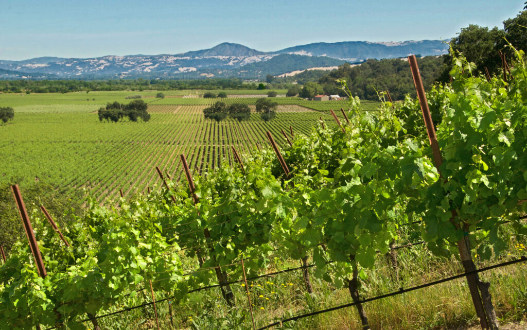 The vineyards at Copain Wines south of Healdsburg. (Sonoma County Tourism)