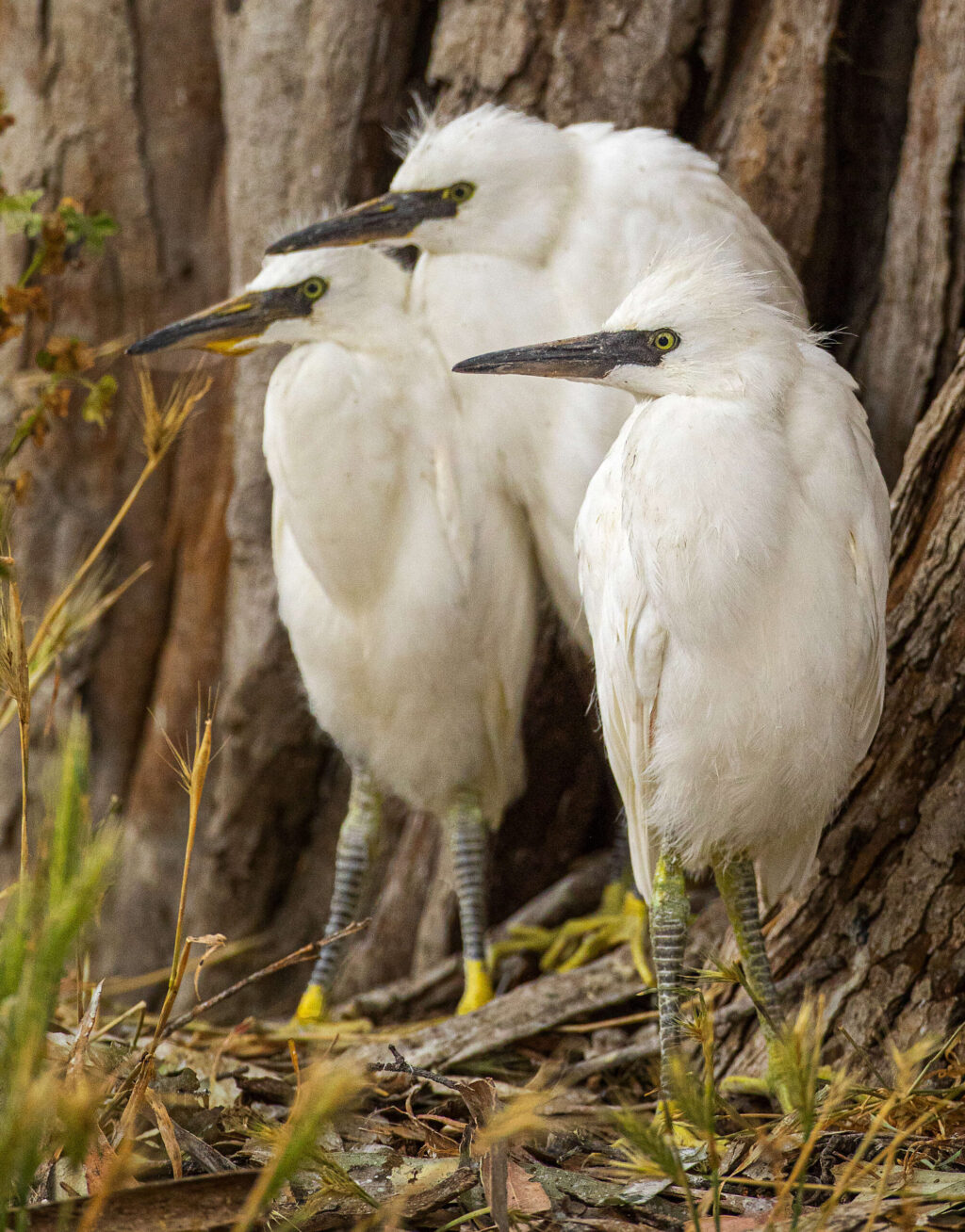 Snowy egret chicks that fell from their nests in eucalyptus trees in the median of W. Ninth Street huddle together until volunteers from a bird rescue come to collect them in Santa Rosa Friday, May 27, 2022. (John Burgess / The Press Democrat)