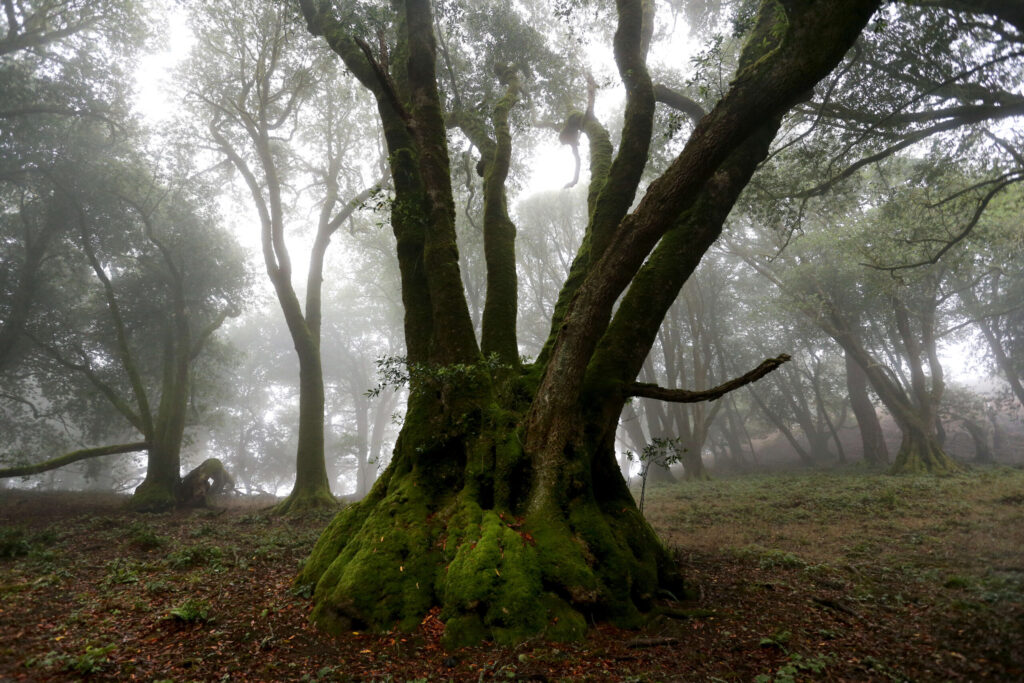 A grove of oak and bay trees grow at Wright Hill Ranch soon to be become the Wright Hill Regional Park and Open Space Preserve, located off Hwy 1 a few miles south of Jenner, Calif., on Monday, August 23, 2021.(Beth Schlanker/The Press Democrat)