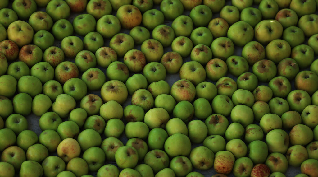 The Gravenstein Apple Fair in Sebastopol, Saturday, August 9, 2025. (Kent Porter / The Press Democrat)