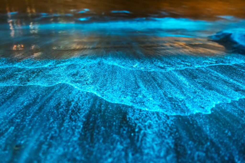 bioluminescence