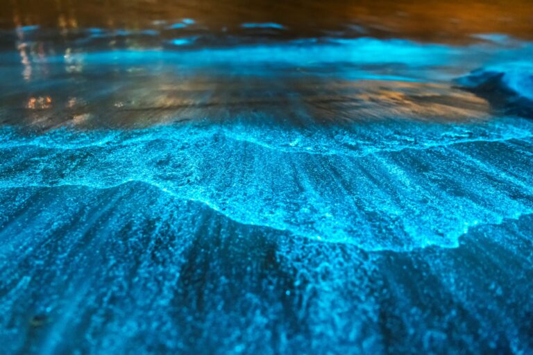 bioluminescence