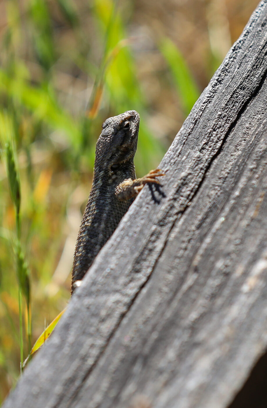 A lizard pokes its head out along the Sound of Music trail in the Monte Rio Redwoods Regional Park & Open Space Preserve near Occidental on Thursday, June 11, 2026. (Christopher Chung/The Press Democrat)