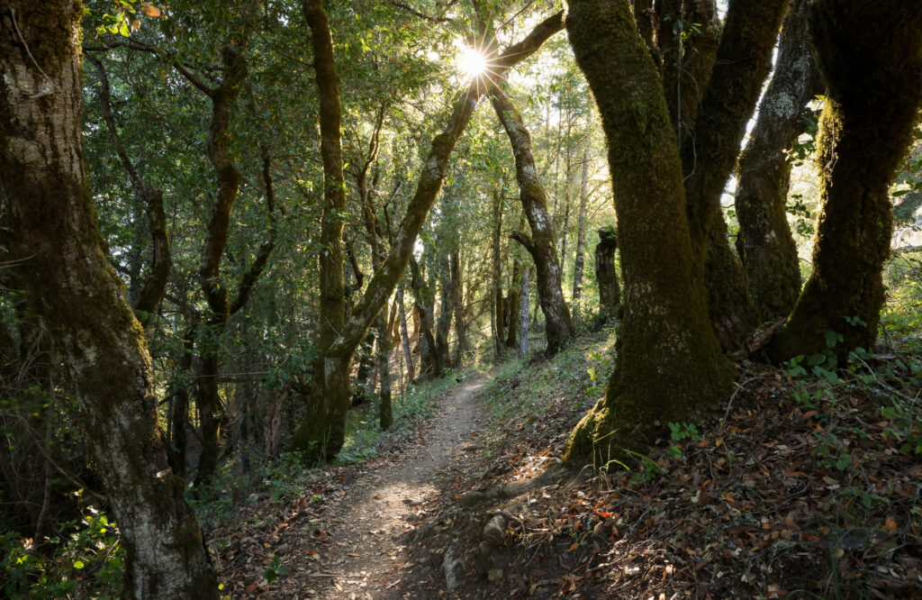 The East Sound of Music trail in the Monte Rio Redwoods Regional Park & Open Space Preserve near Occidental on Thursday, June 11, 2026. (Christopher Chung/The Press Democrat)