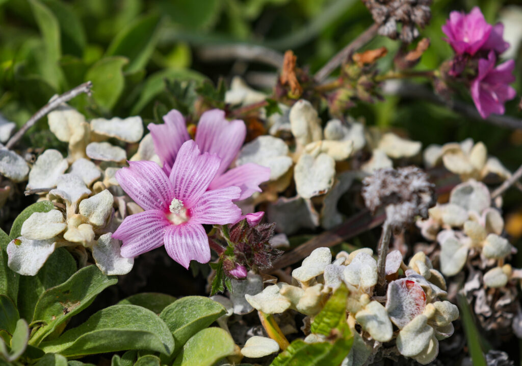 Colorful flowers are peppered throughout the bluffs above Shell Beach, north of Bodega Bay on Monday, May 4, 2026. (Christopher Chung/The Press Democrat)