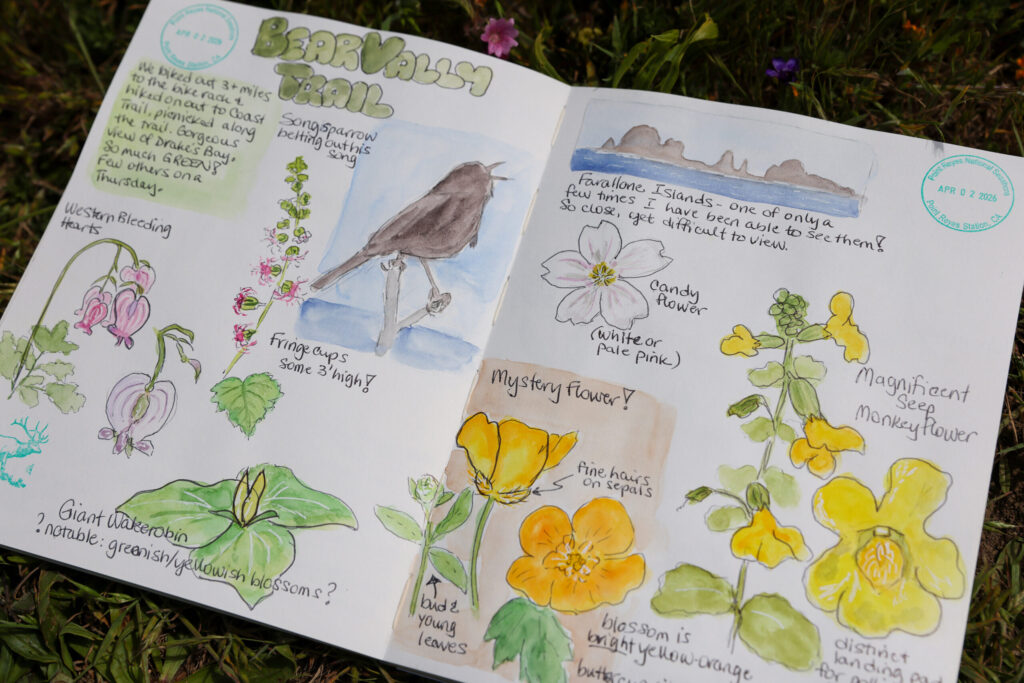 A page of Sarah Reid’s nature journal from day at Bear Valley Trail. Photo taken at Shell Beach, north of Bodega Bay on Monday, May 4, 2026. (Christopher Chung/The Press Democrat)
