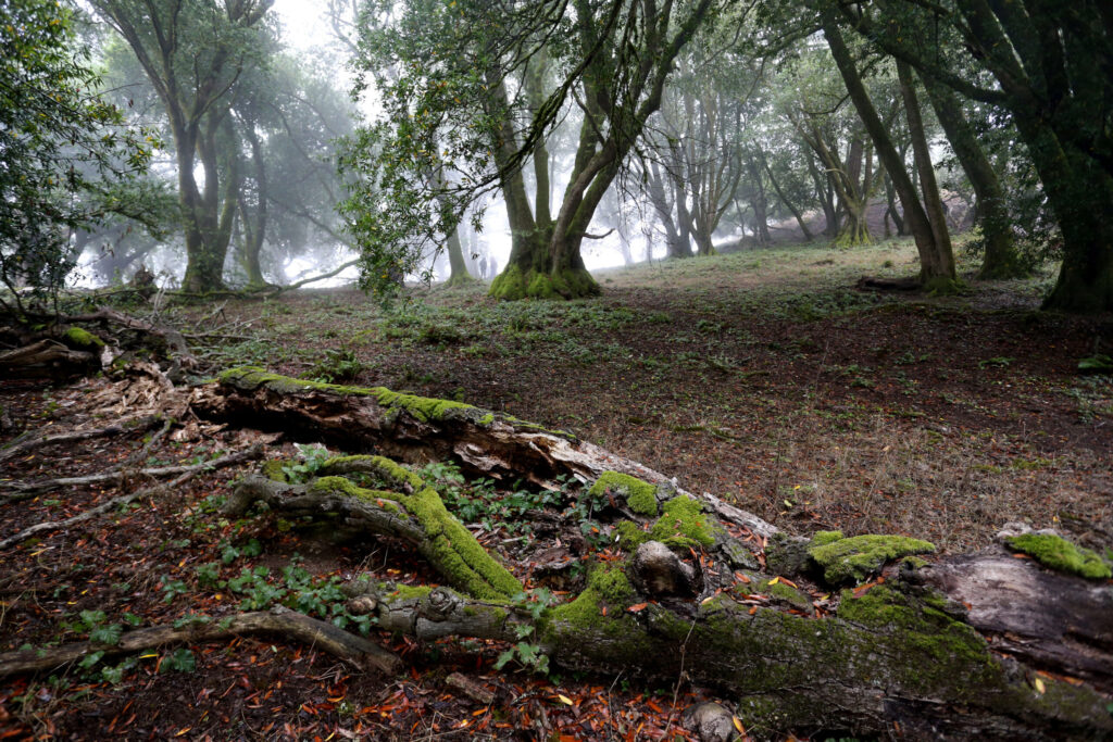 A bay and oak woodland at Wright Hill Ranch, soon to become the Wright Hill Regional Park and Open Space Preserve, located off Highway 1 a few miles south of Jenner, on Monday, Aug. 23, 2021. (Beth Schlanker / The Press Democrat)
