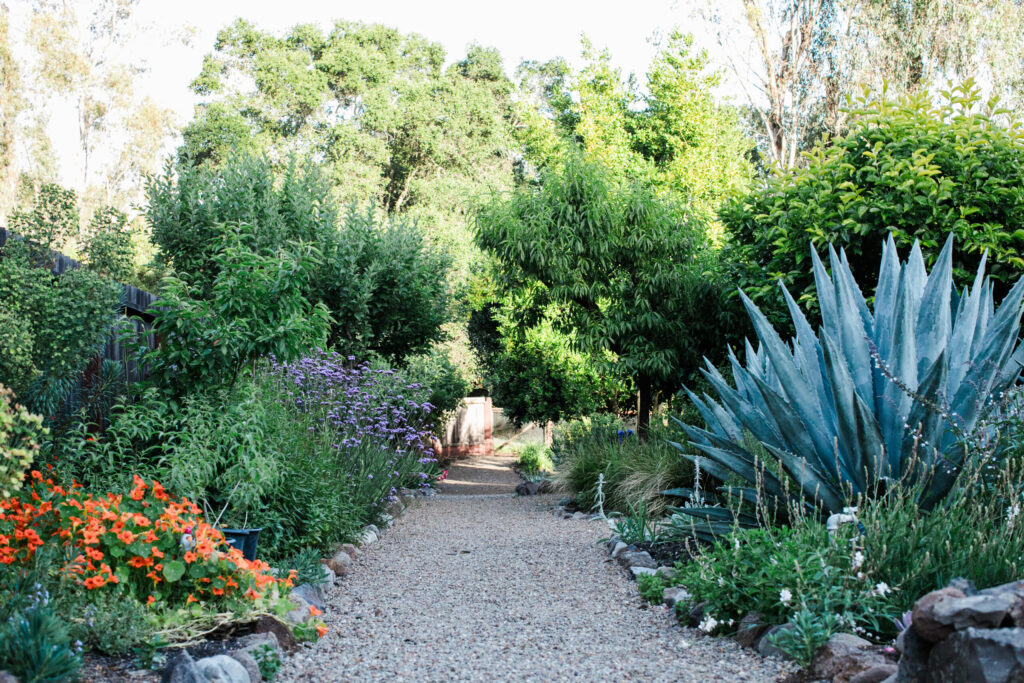 A plant-laden walkway at the Westerbeke Ranch in Sonoma. (Eileen Roche)